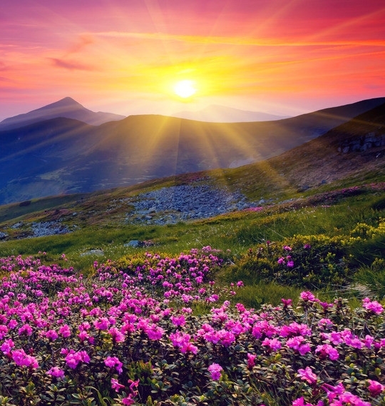 粉象酒精度多少