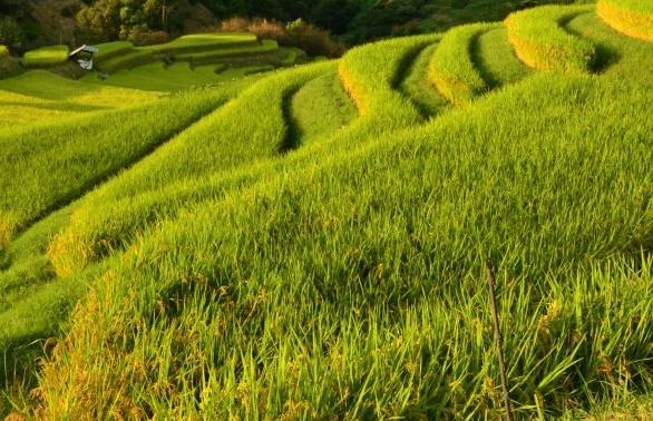 粉象生活里面是正品吗