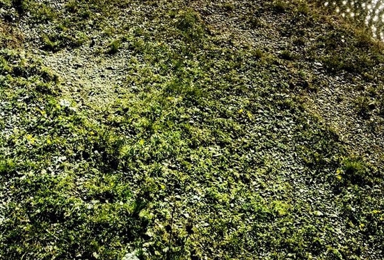 如何成为粉象vip会员