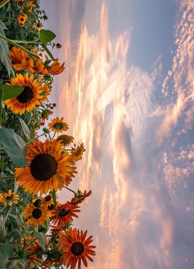 粉象生活推广工作