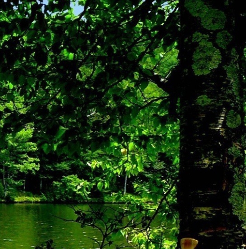 竹粉加工可以做什么