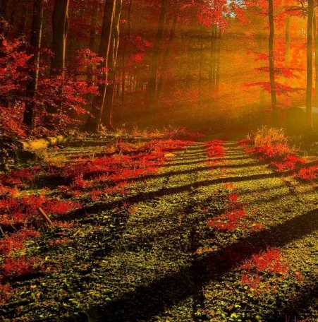 粉象生活分享卡可以退货吗