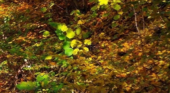 粉象生活粉丝怎么增加