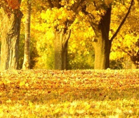 粉象生活怎么入门