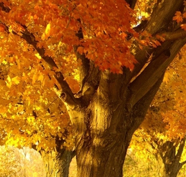 粉象生活怎么看上级邀请码