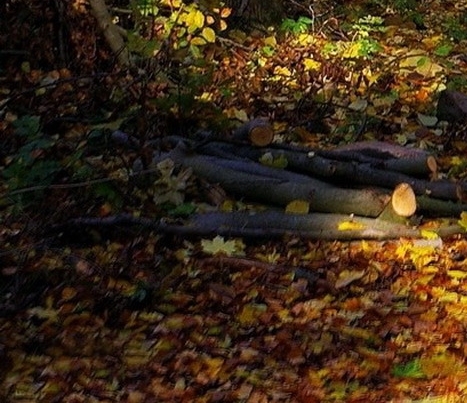 粉象生活粉丝怎么增加