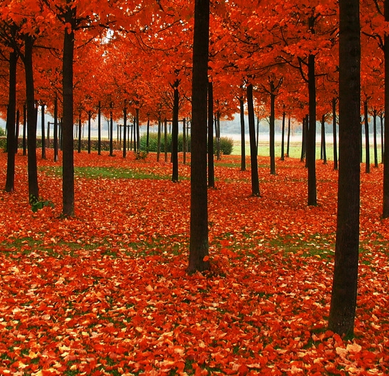 粉象生活小知识