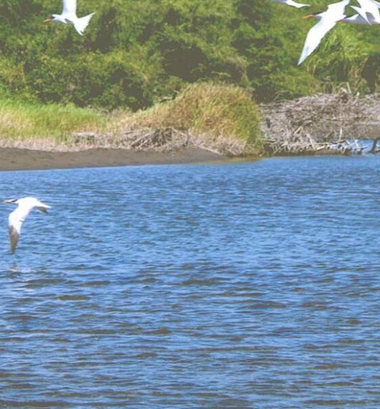 粉象生活属于社交电商的哪一种