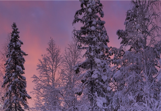 湖南口碑粉象生活官网