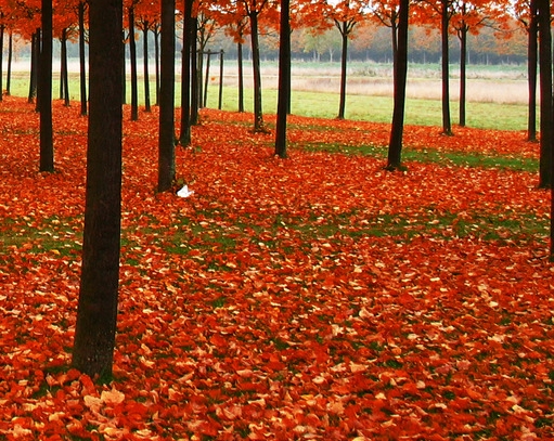 行动美容院如何推广