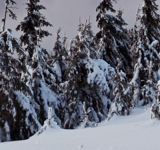 粉象生活买东西怎么分享