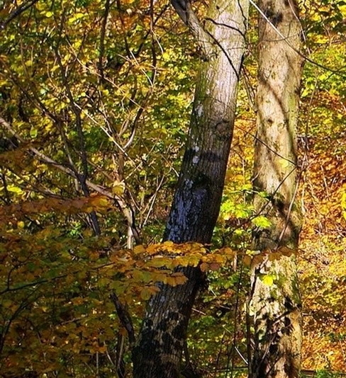 下载粉象app下载