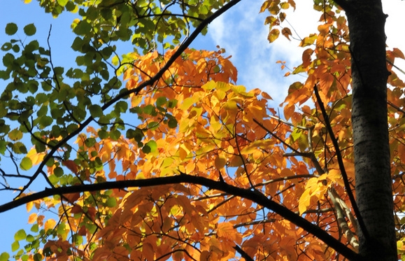 粉象生活发圈了有佣金嘛