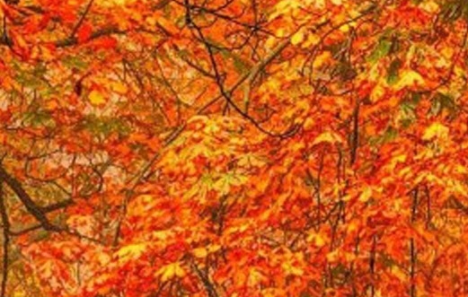 朱军退休后的生活