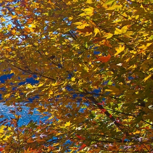 粉象生活邀请码