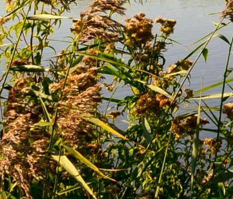 花生还是粉象到底做那个