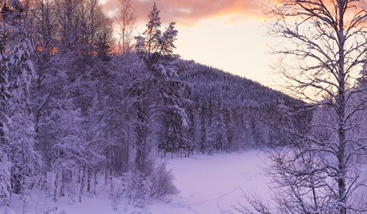 粉象世界app下载安装