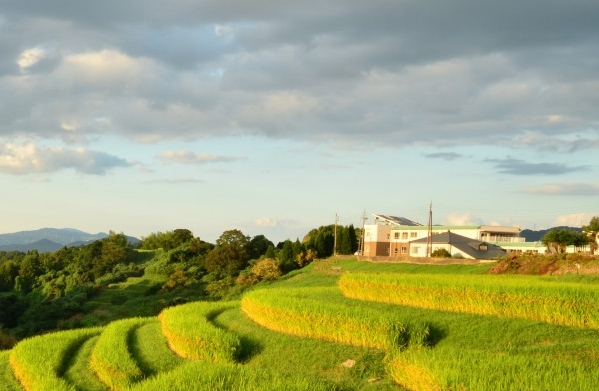 湖北一站式粉象生活推广