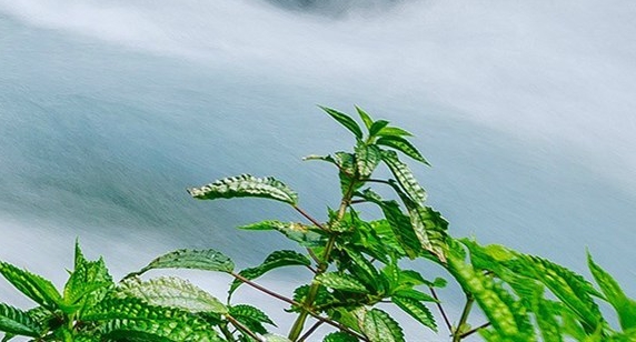 粉象生活赚钱教程