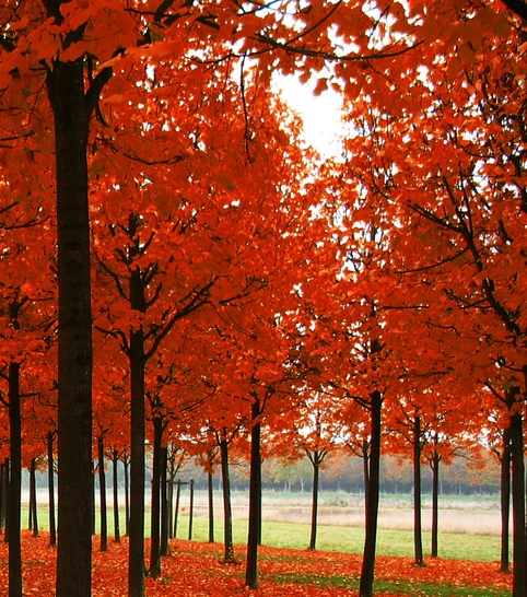 粉象生活用的哪个地图