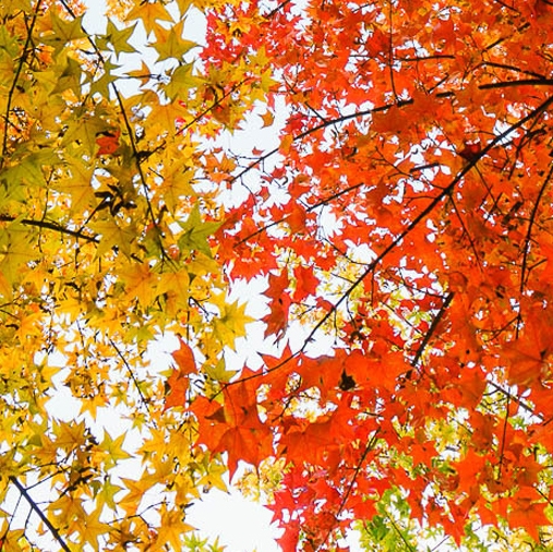 粉象生活公司简介