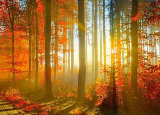 粉象生活一个粉丝多少收益