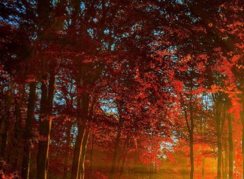 诛仙手游坐骑大象