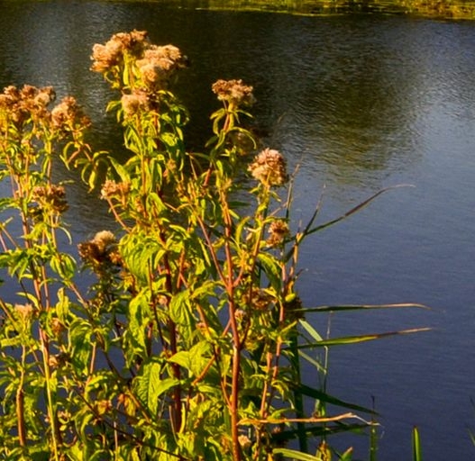 粉象生活是正规软件吗