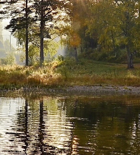 甜象草种植时间和方法