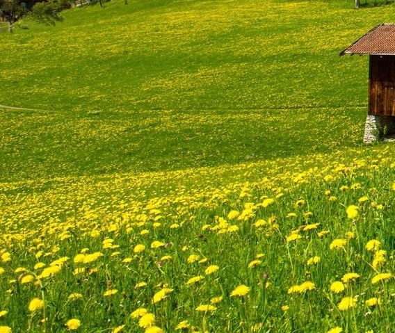 粉象生活月入10万
