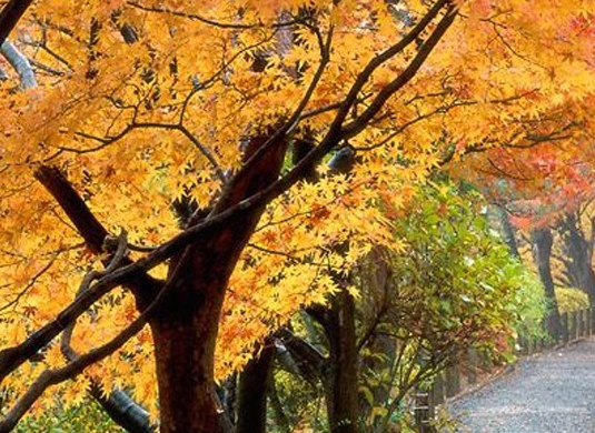 粉象生活粉丝怎么增加