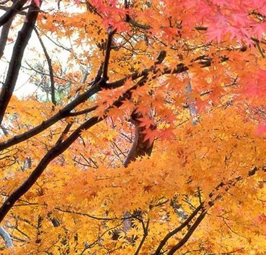 粉象生活代理如何收费