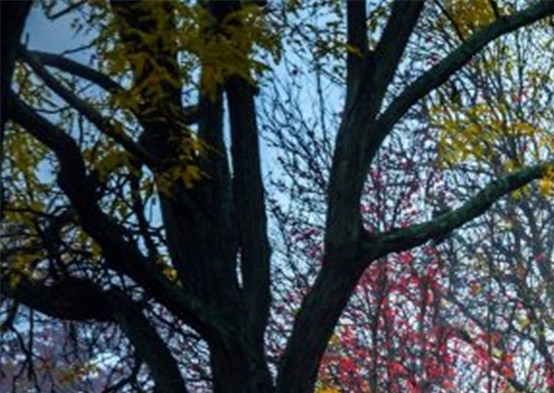 粉象生活是个什么东西