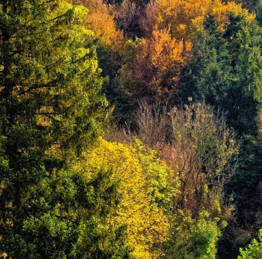 粉象生活粉丝怎么增加