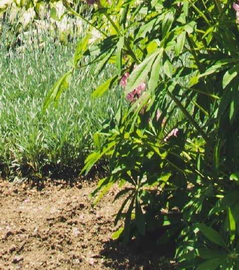 粉象生活一天可以发多少个邀请