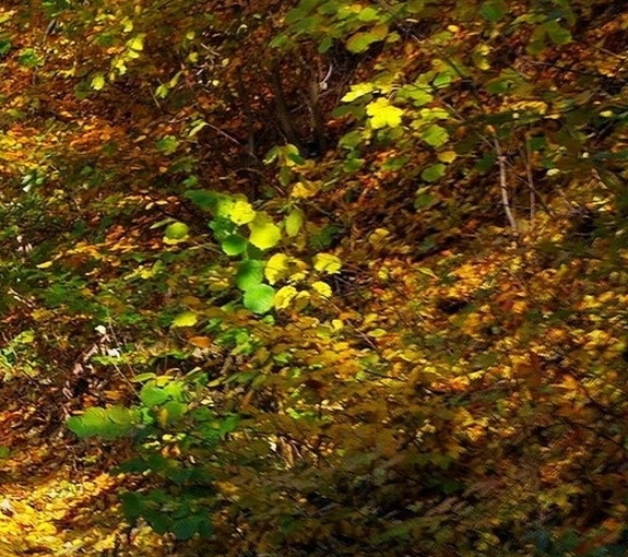 扬州粉象生活收入