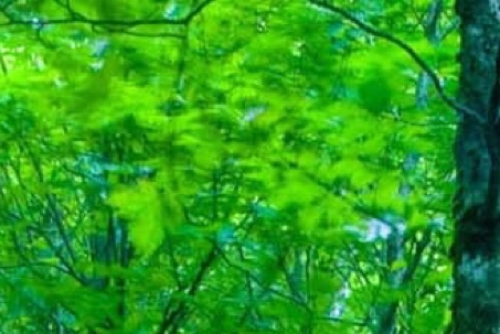 粉象生活下载
