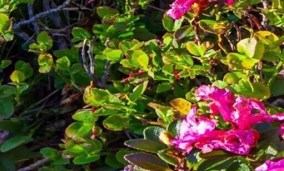 粉象生活在哪里看推荐量