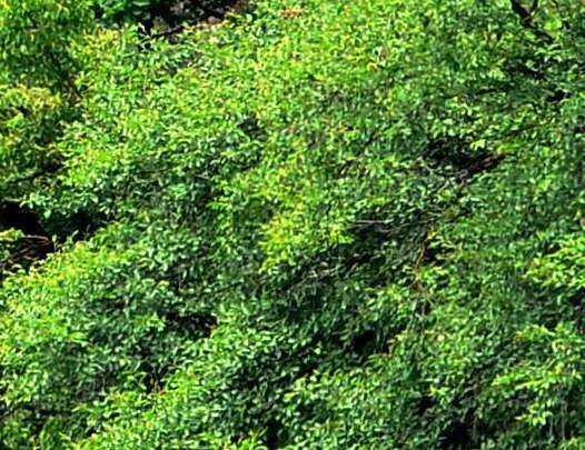 社交电商粉象生活能赚钱