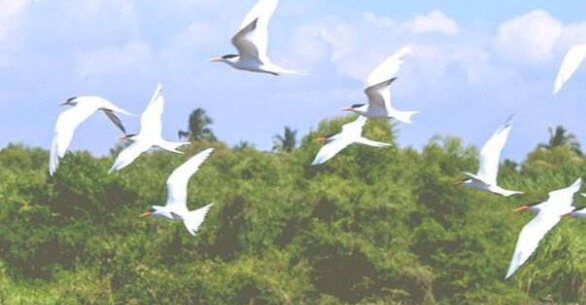 潮州粉象生活能拿几代佣金