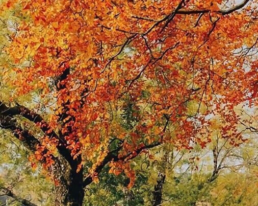 粉象生活分现金页面截图2022