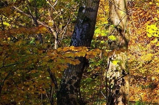 粉象生活下载app