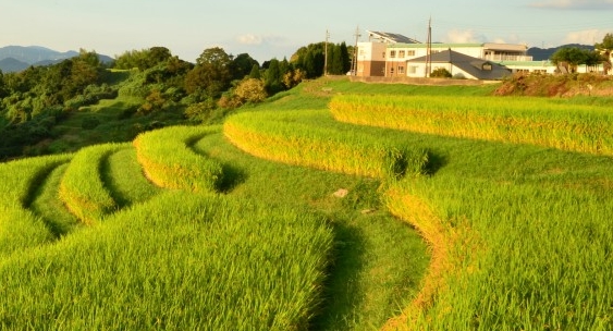 下载粉象app下载