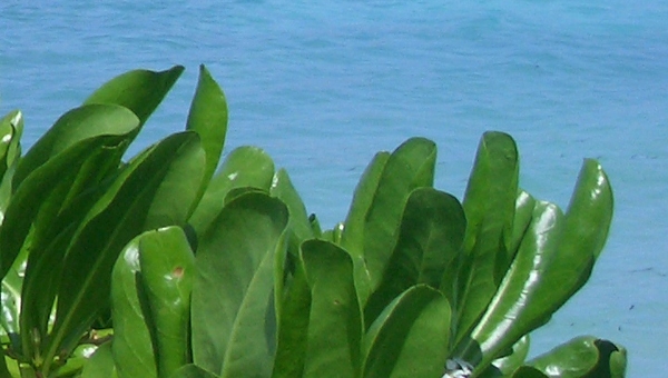 粉象生活赚佣金是真的吗