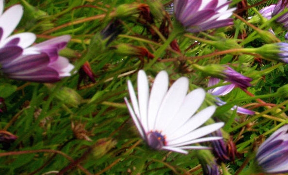 粉象生活谁创办的