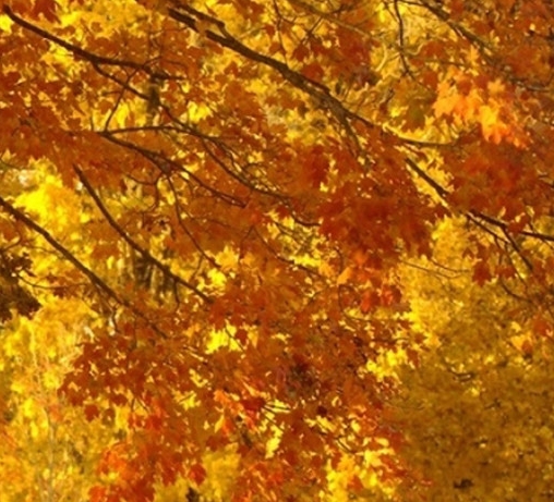 爱奇艺会员卡怎么激活