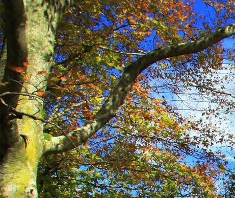 李红星 粉象生活