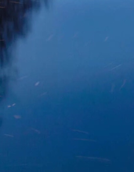 粉象生活合法吗