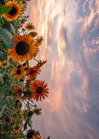 粉象生活自己可以卖东西吗