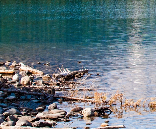 本地生活运营师工作证图片